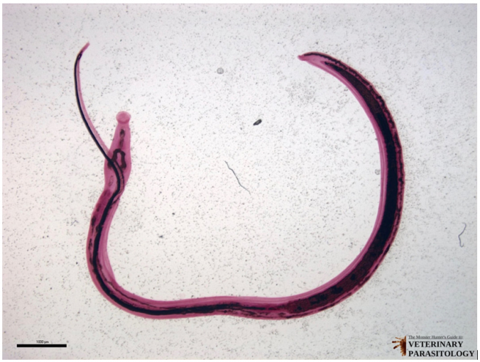 Schistosoma japonicum